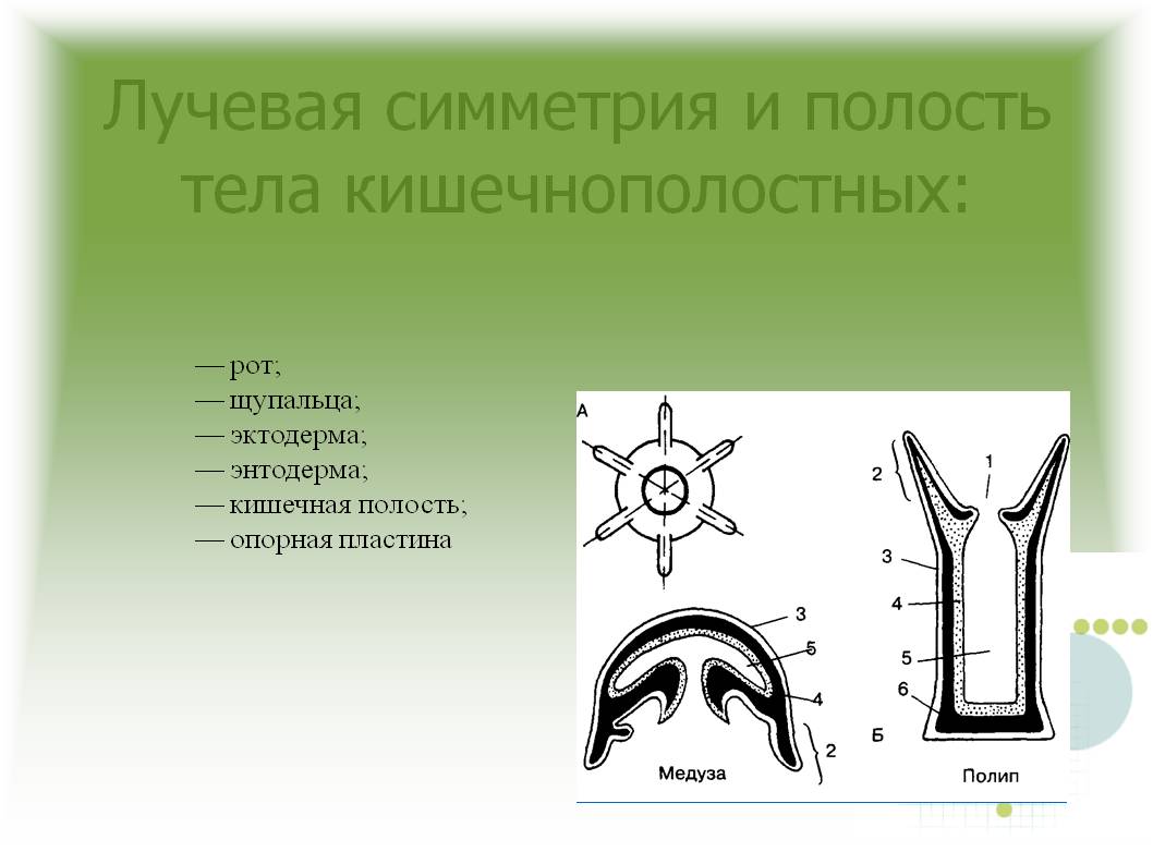 Кракен онион kraken dark link